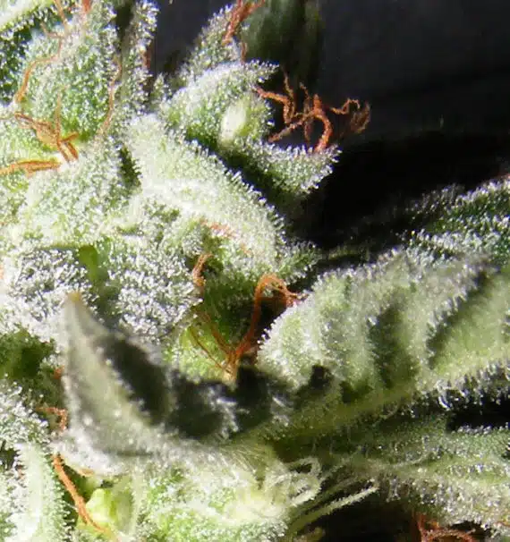 Confidencial-Medicine-grande