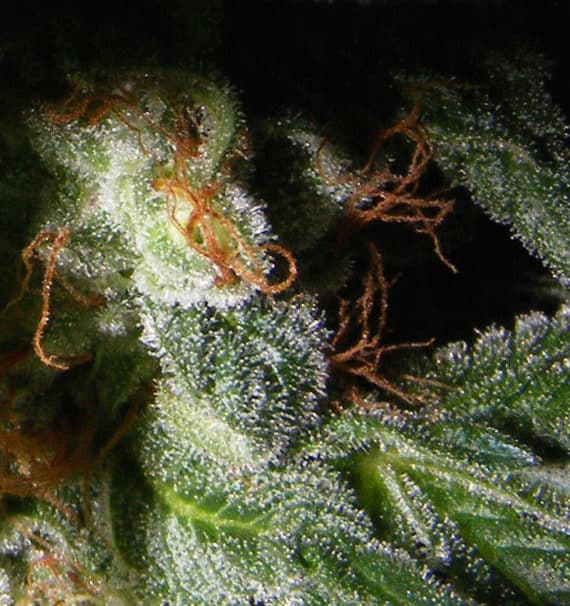 Confidencial-Medicine-maximo