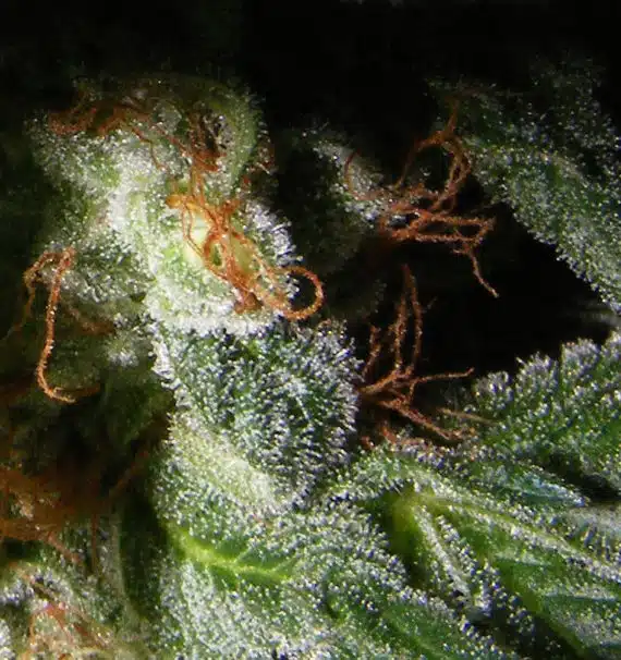 Confidencial-Medicine-maximo