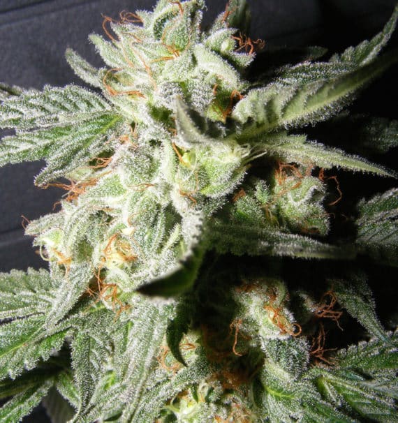 Confidencial-Medicine-medio