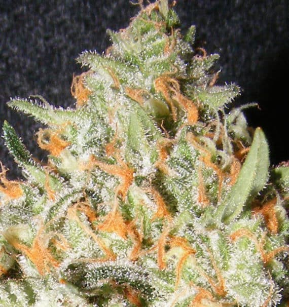 Exotic-Kush-grande