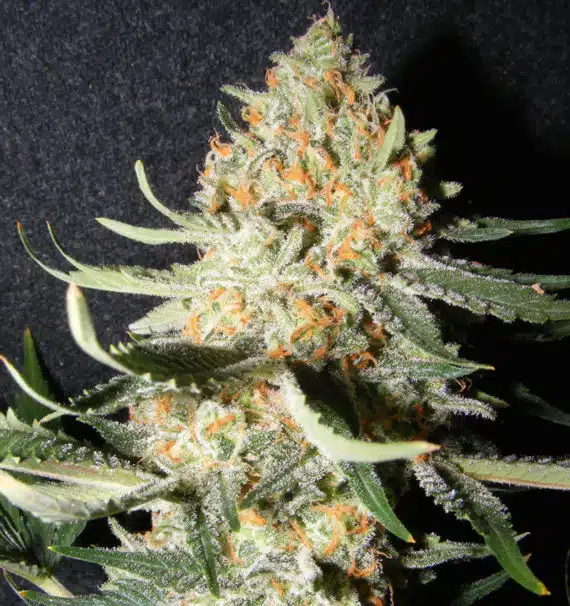 Exotic-Kush-medio