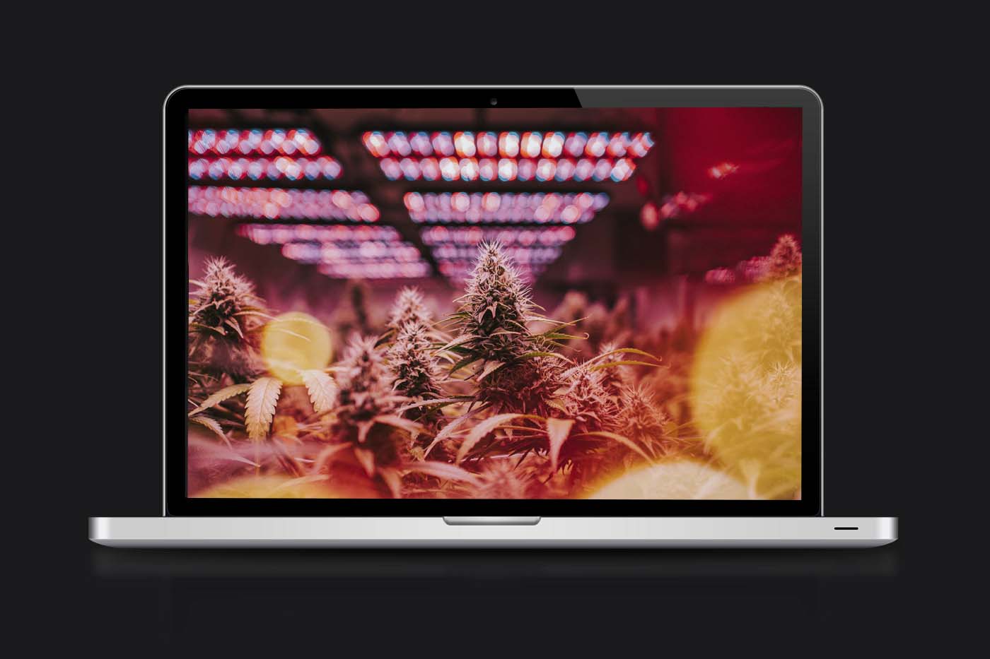 cultivo cannabis legal